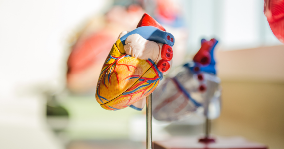 Cardiovascular Disease Risk Research in Central America